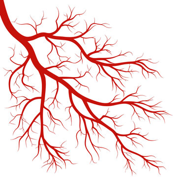 Red Branching Veins Spreading and Splitting into Thin Capillaries on a Plain White Background