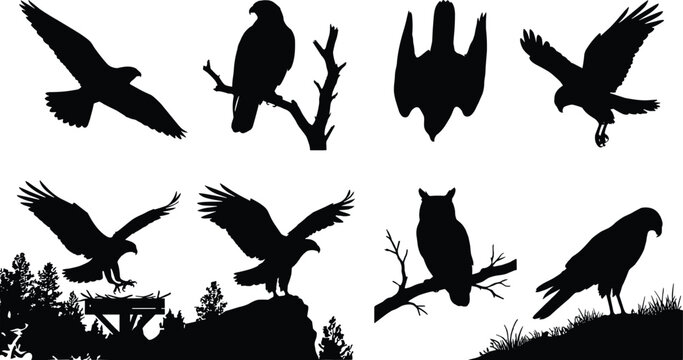 Black vector silhouettes of wild birds of prey including flying eagles hawks and perched owls