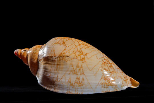 Rare Voluta  Cymbiola magnifica marine sea shell isolated on black