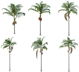 Obraz premium Set of Archontophoenix cunninghamiana tree, elevation, front view, cutout, transparent background, isolate