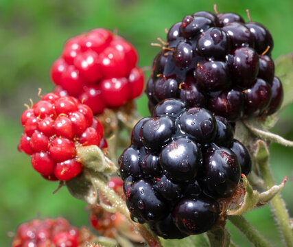 Rainy day blackberries on the vine