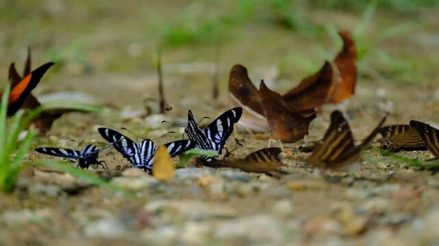 butterfly on the grass