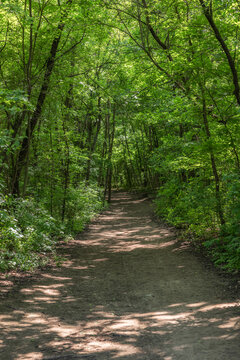 Forest path winding through vibrant green trees