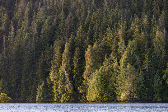 Evergreen trees standing on a mountain slope covered in sunshine
