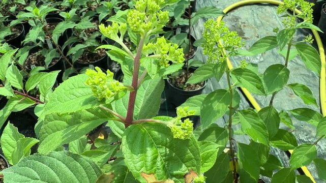 Panicle hydrangea plants growing in greenhouse