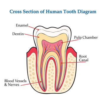 Dental Education Chart Explaining Internal Tooth Structure Layers.   
