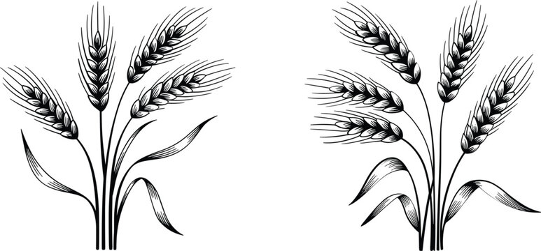 Hand Drawn Wheat Ears Collection, Agricultural Grain Vector Illustration for Harvest Farming Nature Design Elements