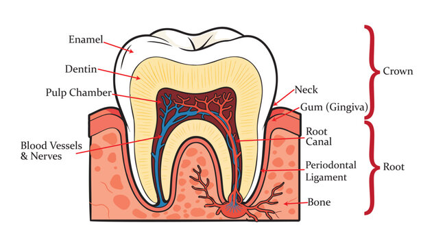 Internal Structure Of Human Molar Tooth Vector Illustration               

Clinical Dental Anatomy Chart With Tooth Root Canal Details         