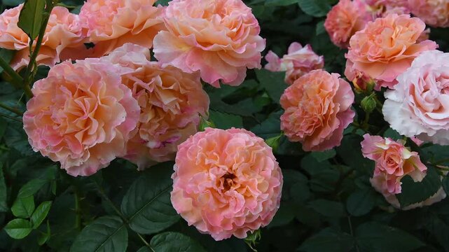 amazing pink-apricot color peony type rose Augusta Luise sort blossoming at cloudy day. close up