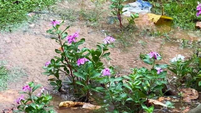 Heavy monsoon rain falling on vibrant periwinkle flowers in a garden during summer downpour.