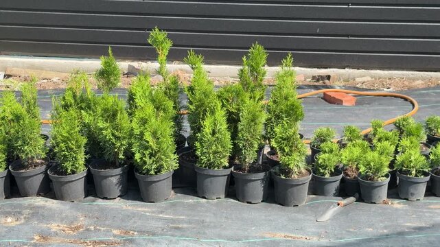 Row of thuja seedlings in pots at a plant nursery for sale