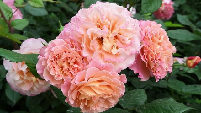 amazing pink-apricot color peony type rose Augusta Luise sort blossoming at cloudy day. close up