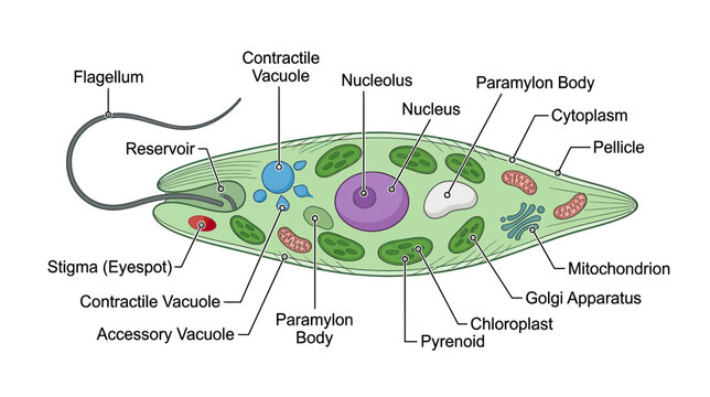 Euglena Cell Structure Diagram: Flagellum, Nucleus, Chloroplasts, Mitochondria