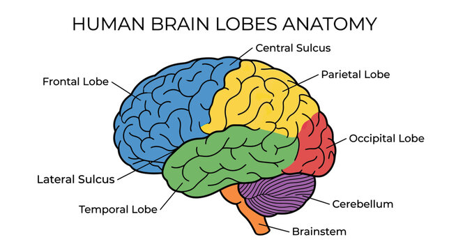 Human Brain Lobes Anatomy Illustration with Labels