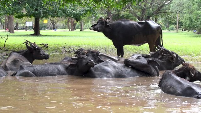 Large Group of Water Buffaloes Bathing in Pond Near Yala National Park Sri Lanka