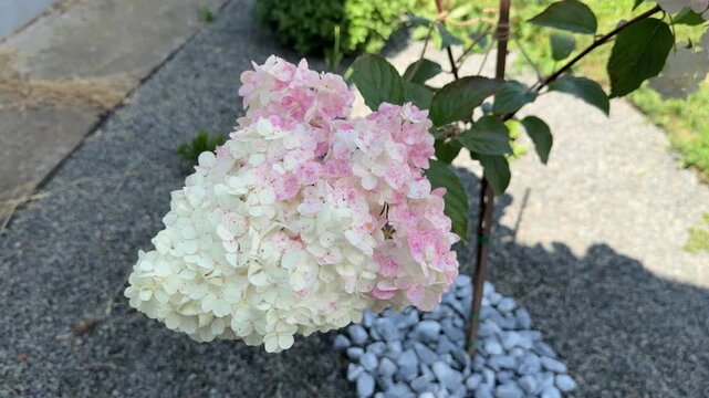 Pink and white hydrangea paniculata flower blooming