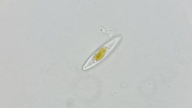 ​Real microscopic footage of a single diatom cell, freshwater microalgae under light microscope