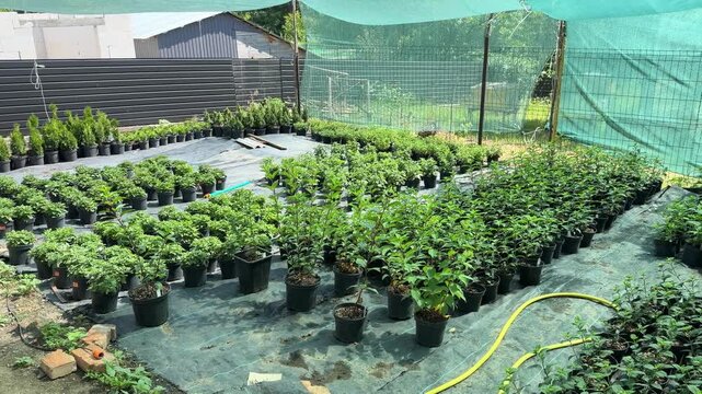 Outdoor garden center with potted plants for sale