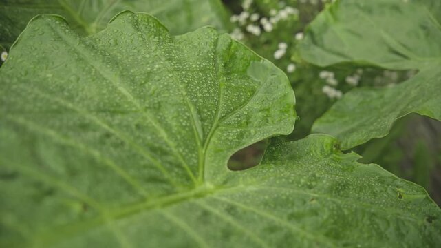 Close Up of Giant Elephant Ear Leaf with Rain Droplets Swaying Gently, 4K Video Footage