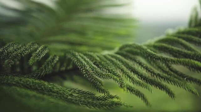 Close Up of Fresh Green Pine Needles Swaying Gently in the Breeze, 4K Video Footage