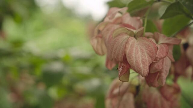 Close Up of Pink Mandevilla Flower Blooming in Tropical Garden, 4K Video Footage