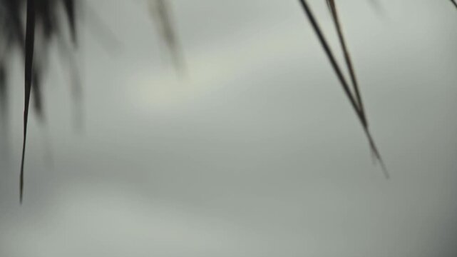 Rain Droplets on Thatch Grass Swaying Gently in the Breeze, Close Up, 4K Video Footage
