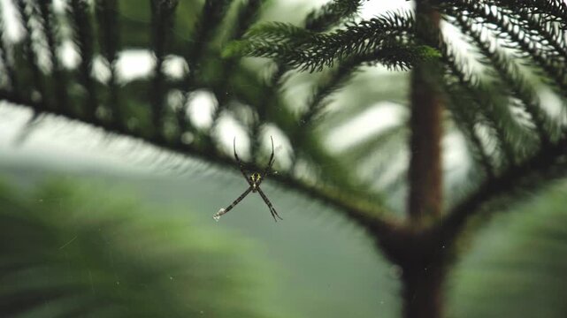 Spider weaving a web on a pine tree branch in natural light