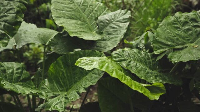 Close Up of Giant Elephant Ear Leaf with Rain Droplets Swaying Gently, 4K Video Footage