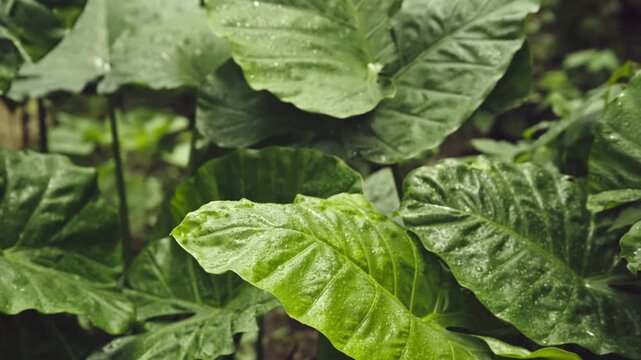 Close Up of Giant Elephant Ear Leaf with Rain Droplets Swaying Gently, 4K Video Footage