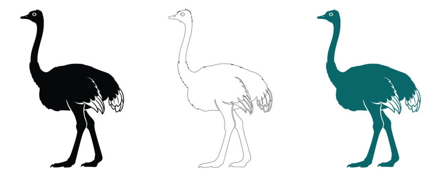 Three ostrich illustrations black silhouette line art teal colored design