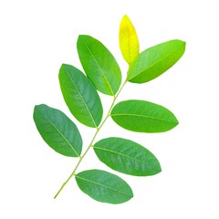 Fototapeta premium green leaves isolated on white background