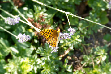 Silver-washed Fritillary butterfly (Argynnis paphia) sitting on lavender in Zurich, Switzerland © Janine