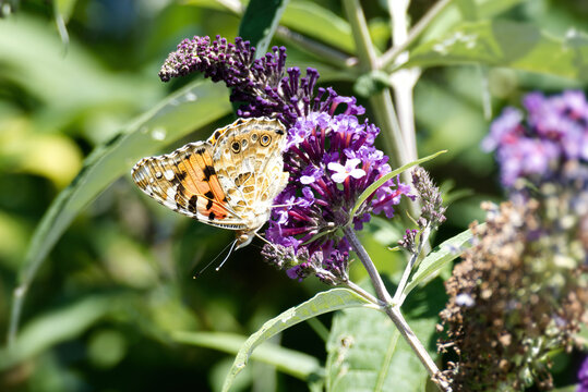 Painted Lady (Vanessa cardui) butterfly perched on summer lilac in Zurich, Switzerland