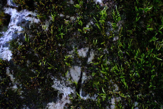 Close up texture of green moss growing on wet stone surface
