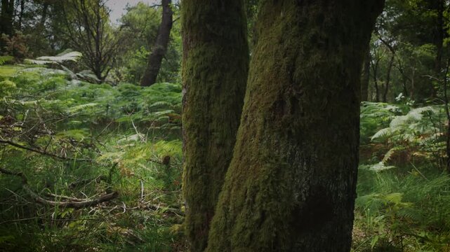 Exploring Broc&eacute;liande Forest in France