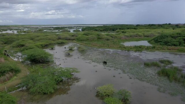 Aerial flight over Yala National Park wetlands with buffalo herd and birds in Sri Lanka
