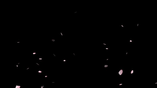 Pink cherry blossom petals falling gracefully on transparent background.Spring Easter Overlay. Animated sakura petals.Spring animation (4K).