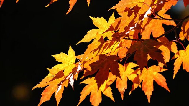 Golden maple leaves backlit by sunlight in autumn forest
