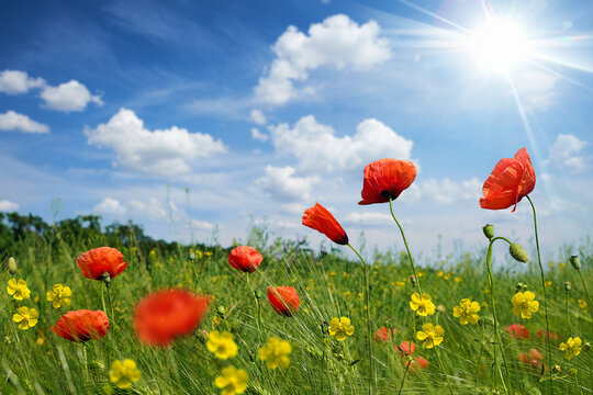 Red poppies and yellow wildflowers blooming in a sunny meadow under a bright blue sky with fluffy clouds. Beautiful summer landscape with vibrant colors and natural beauty