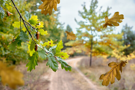 Autumn oak branch with acorns and colorful leaves above a winding forest path. Bright fall nature scene with golden foliage and warm sunlight in the park