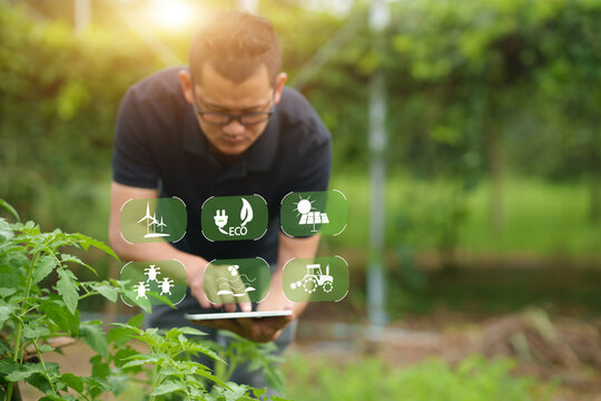 Smart Tomato Farming and Sustainable Agricultural Management with Digital Technology