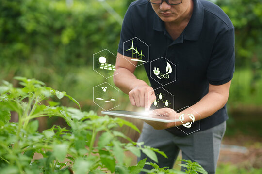 Smart Tomato Farming and Sustainable Agricultural Management with Digital Technology
