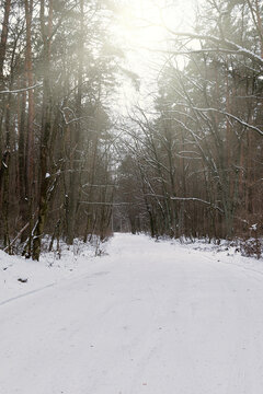 Snow-covered forest road with falling snow and soft sunlight through bare trees. Calm winter landscape, cold season nature background, peaceful outdoor scenery