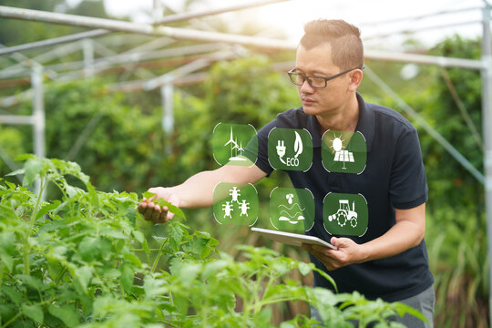 Smart Tomato Farming and Sustainable Agricultural Management with Digital Technology