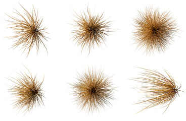 Obraz premium Set of Carex buchananii tree plan, top view, cutout, transparent background, isolate, Collection of Spiky Plant Textures - Detailed PNG Elements for Graphic Design & Digital Art Projects