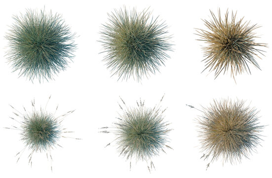 Set of  Helictotrichon sempervirens tree plan, top view, cutout, transparent background, isolate, Spiky Sea Urchin Illustration - Detailed Texture & Natural Form for Design and Visuals