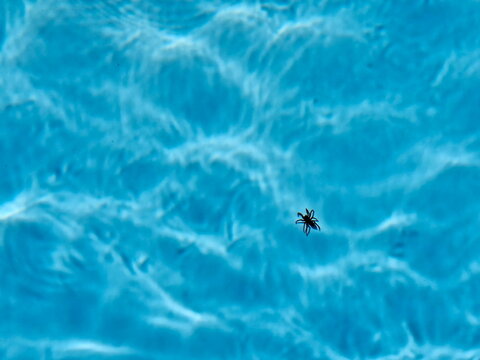 view of dead black spider drowned in swimming pool
