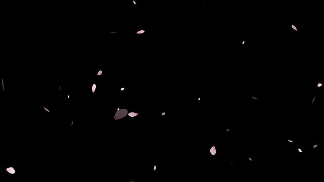 Pink cherry blossom petals falling gracefully on transparent background.Spring Easter Overlay. Animated sakura petals.Spring animation (4K).