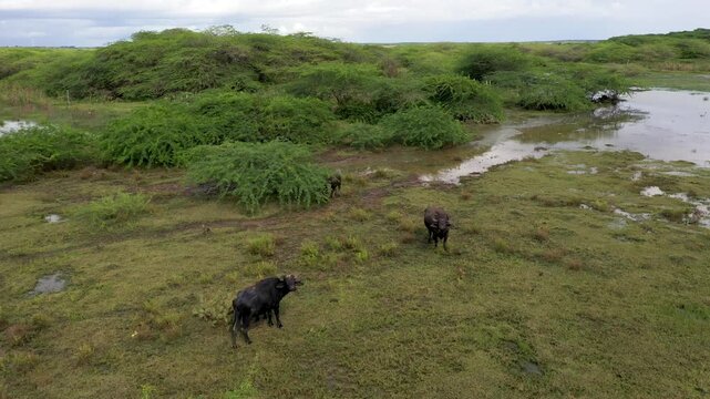 Aerial View of Water Buffaloes and White Birds Feeding Together in Yala Wetlands Sri Lanka