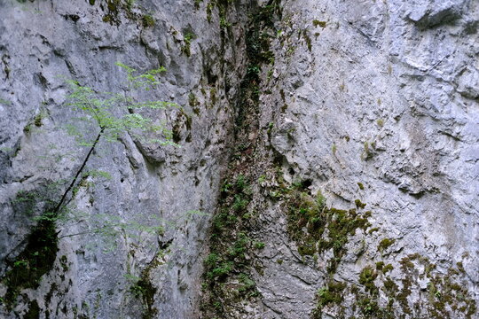 Close up of rock crevice with moss and vegetation growing in stone crack